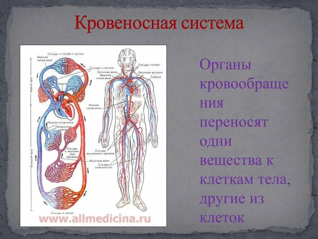 Схема строения кровеносной системы. Кровеносная система человека схема анатомия. Кровеносносная система. Кровяностная системачеловека. Основные органы кровообращения