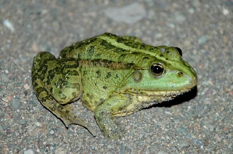 лягушка тритон жаба к какой группе относится