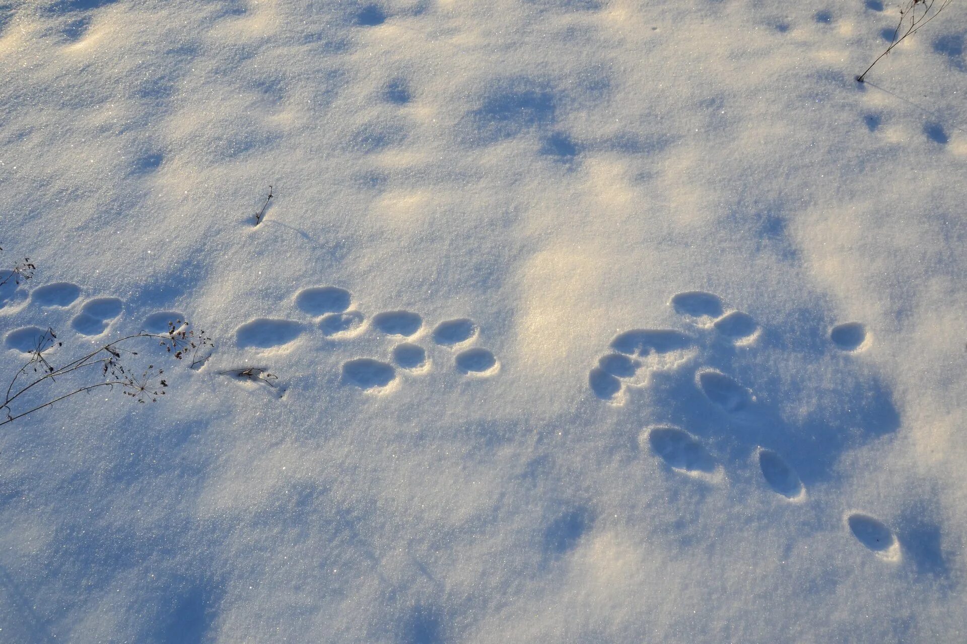 След м. Зимние следы зайца. Следы зайца беляка. Заячьи следы на снегу. Следы животных на снегу.