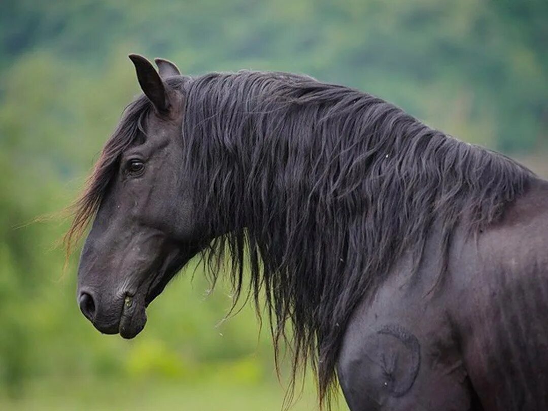 Карачаевская лошадь купить. Караковая карачаевская лошадь. Порода лошади карачаевец. Сармат лошадь карачаевской породы. Лошади вороные карачаевской породы.