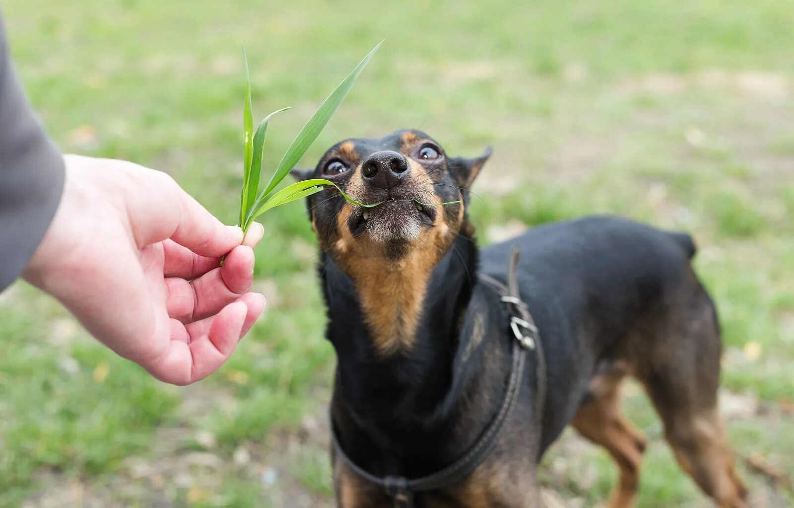 Почему собака ест траву на улице. Собака ест траву. Собака кушает траву. Собака жрет траву. Трава которую любят собаки.