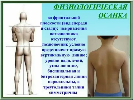 Фронтальная сторона это какая