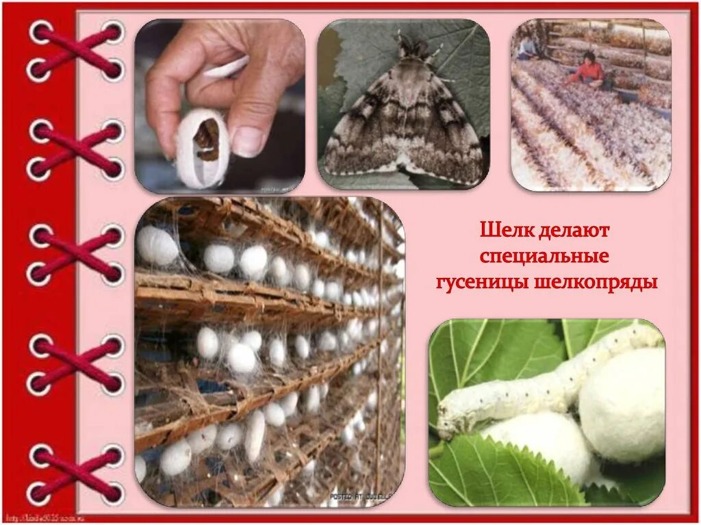 Как делают шелк. Шелк натуральный тутовый шелкопряд. тутовый шелкопряд и производство шелка. тутовый шелкопряд ферма. тутовый шелкопряд гусеница выращивание.
