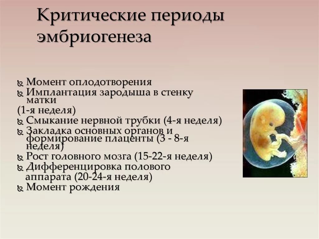 1 эмбриональная неделя. Критические периоды эмбриогенеза. Критические период ЭМБРИОГЕНА. Критические периоды в эмбриогенезе человека. Периоды внутриутробного развития плода.