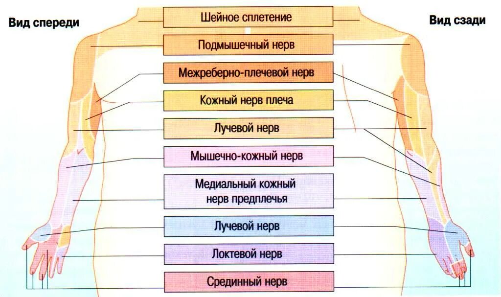 Операции верхних конечностей. Иннервация дерматомы. Зоны иннервации верхней конечности. Иннервация кожи верхней конечности анатомия. Зоны иннервации кожи верхней конечности.