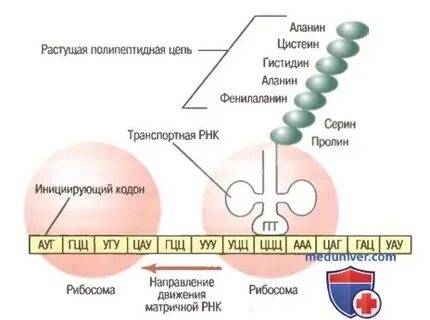 Трнк участвует в транскрипции
