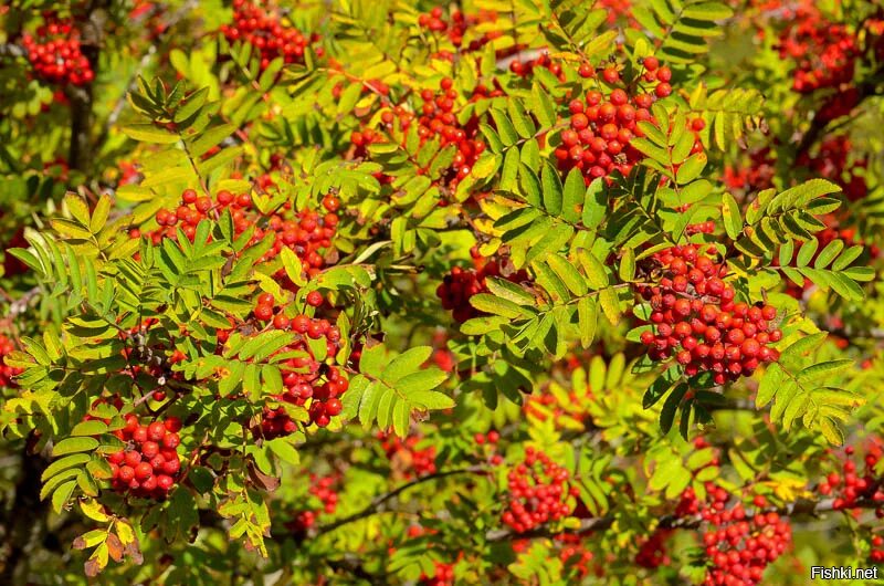 Плод рябины 5. Рябина бузинолистная Sorbus sambucifolia. Рябина обыкновенная "Вефед". Рябина Sorbus aucuparia. Sorbus aucuparia плод.