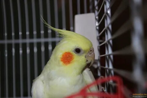 Корела видео