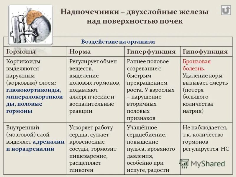 Надпочечники гормон роста. Надпочечники гормоны и функции таблица. Надпочечники гиперфункция и гипофункция. Гормоны надпочечников и их функции гиперфункции и гипофункции. Гипо и гиперфункция надпочечников.