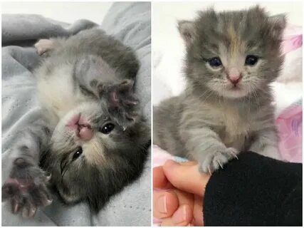Котята без кошки маленькие