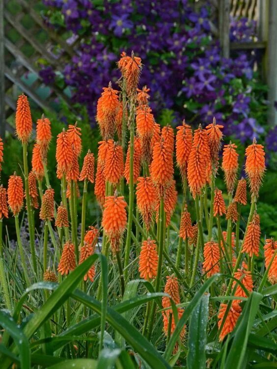 Книфофия Ягодная Тукка. Книфофия Альказар. Книфофия Ягодная (Kniphofia uvaria). Книфофия &#039;Alcazar&#039;
