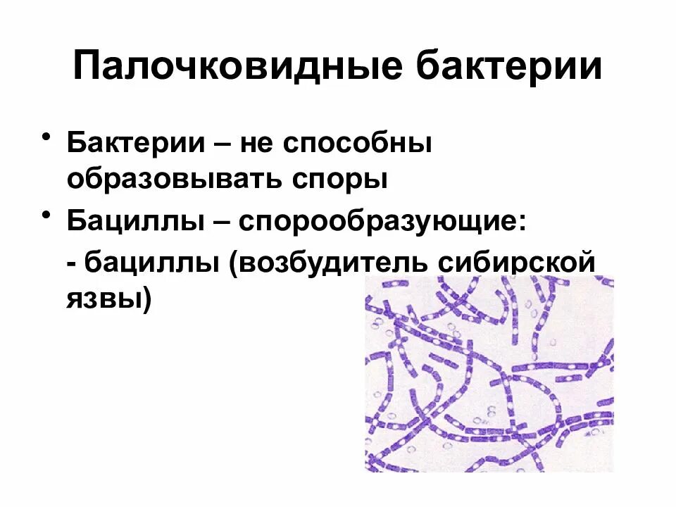 Микроорганизмы образующие споры. Морфология микроорганизмов палочковидные. Морфология бактерий палочковидные бактерии. Палочковидные бактерии образующие споры. Палочковидные бактерии микробиология.