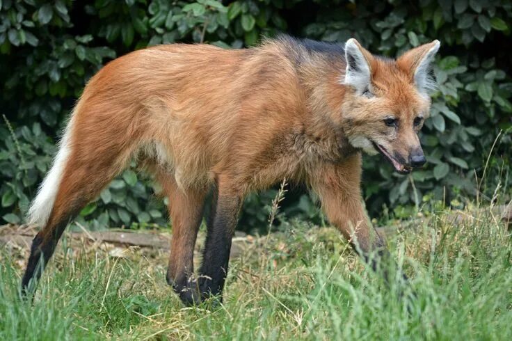 Maned wolf - Wikipedia, the free encyclopedia Maned wolf, Animals wild, Weird an