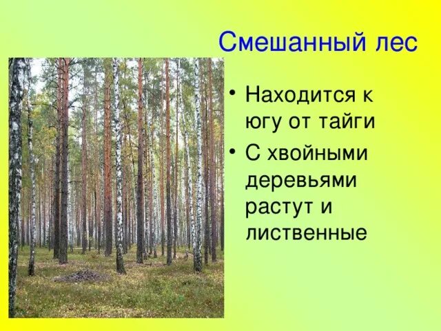 Тайга смешанные леса широколиственный лес. Смешанных лесов Тайга растительность. Тайга для детей смешанный и широколиственный лес. Смешанные леса 4 класс. Древесина главное богатство этой зоны