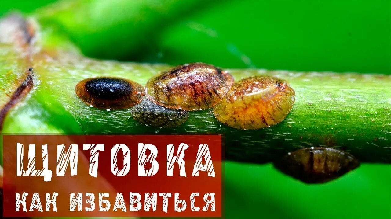 Как вылечить щитовку. Как вылечить щитовку