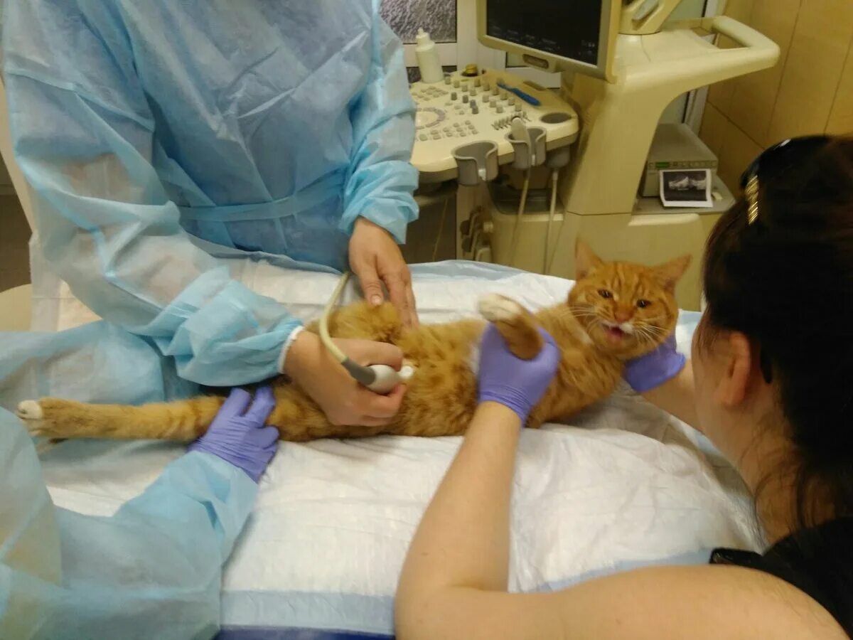 Процедура усыпления кота в ветклинике. Ветеринар усыпить кошку