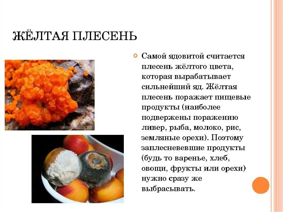 Какой вред наносят плесневые. Виды плесени. Самый опасный вид плесени. Интересные факты о плесневых грибах.