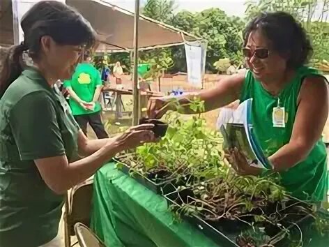 Plant 2017