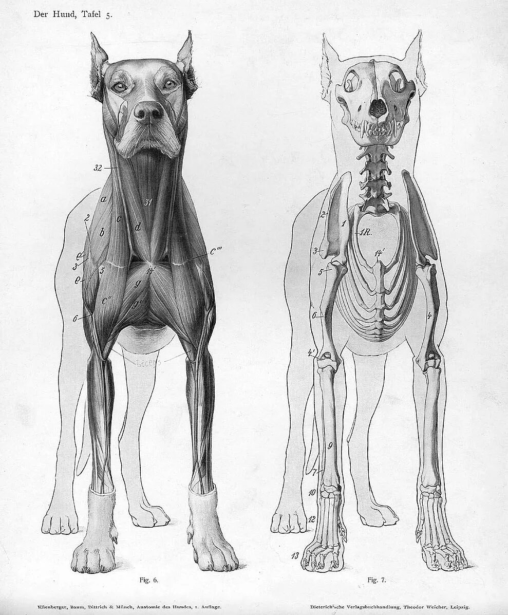 figuredrawing.info_news: August 2013 Anatomy sketches, Anatomy drawing, Figure d