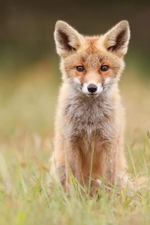 Kit fox. Earth Fox. Лиса с детенышами картинки.