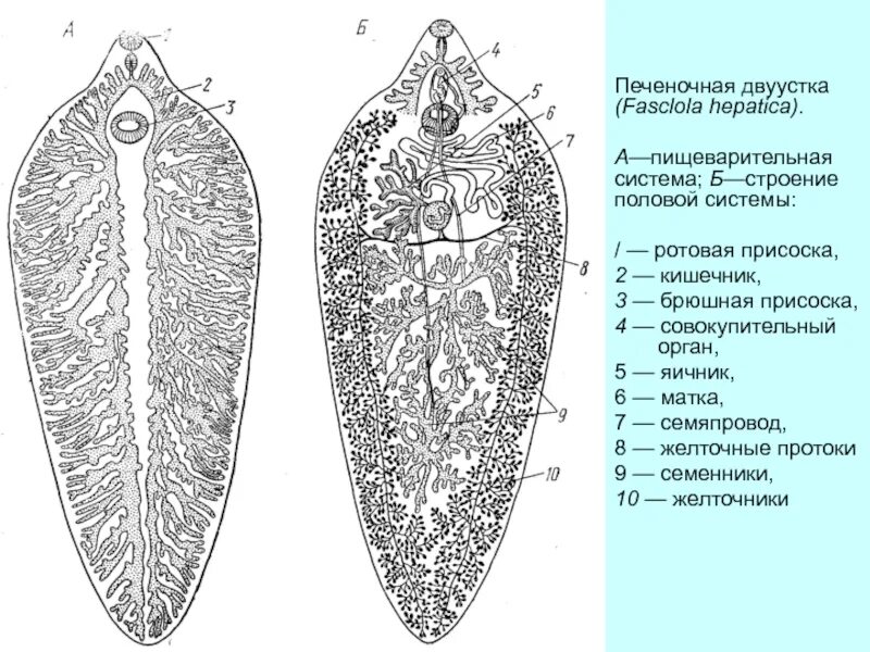 Сосальщик биология 7 класс