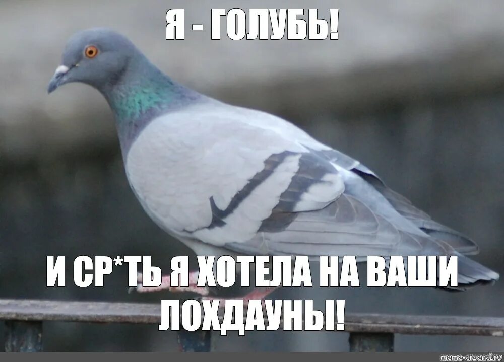 Смешной голубь. Мемы про голубей. Голубь с надписью. Голубь привет. Шутки про голубей.