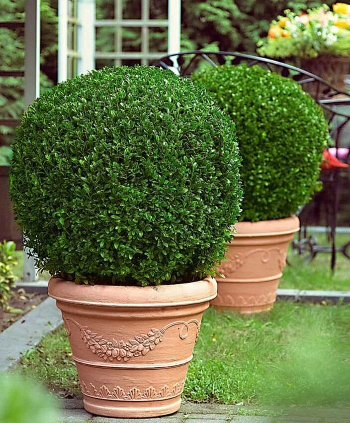 Самшит как ухаживать. Buxus sempervirens самшит. Самшит Элегантиссима. Туя самшит.