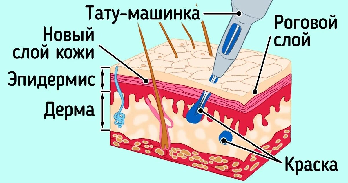 В каком слое находится пигмент
