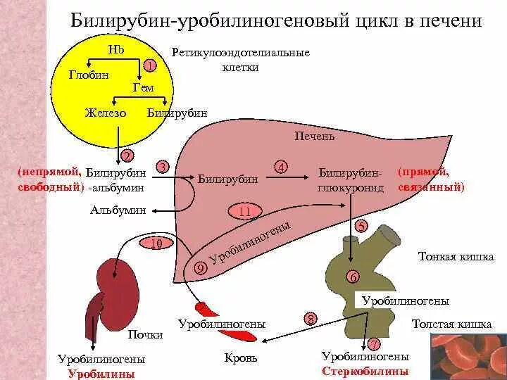 Селезенка и эритроциты. Обмен билирубина при печеночной желтухе схема. Схема образования билирубина в крови. Превращение билирубина в печени. Цикл гемоглобина билирубин.