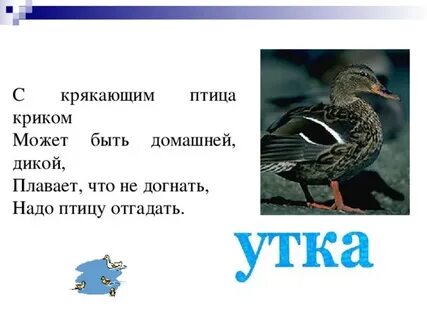 Какая птица ночью крякает как утка