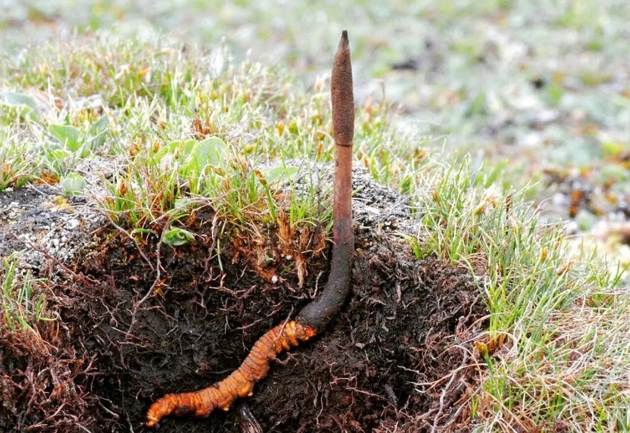 Животные поверхности почвы. Кордицепс гриб. Cordyceps sinensis. Кордицепс китайский гриб. Кордицепс паразитический гриб.