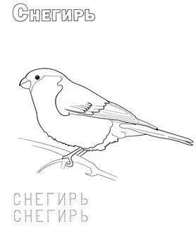Раскраски зимующие птицы