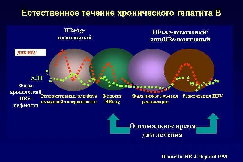 Фаза иммунной толерантности гепатит в. Фазы хронического гепатита в. Естественное течение хронического гепатита в. Хронический гепатит фаза репликации.