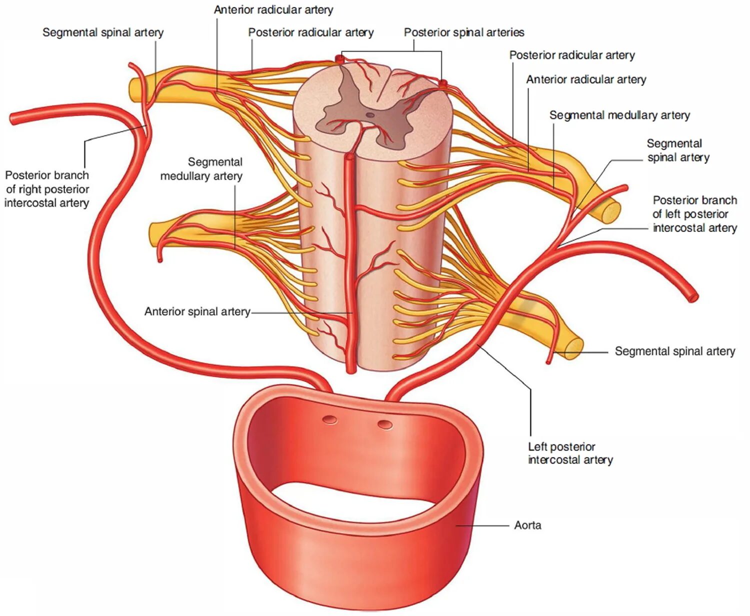 Кровоснабжение межпозвоночных дисков. Кровоснабжение спинного мозга вены. Спинномозговые ветви позвоночной артерии. Спинномозговые артерии анатомия. Задняя спинномозговая артерия анатомия.