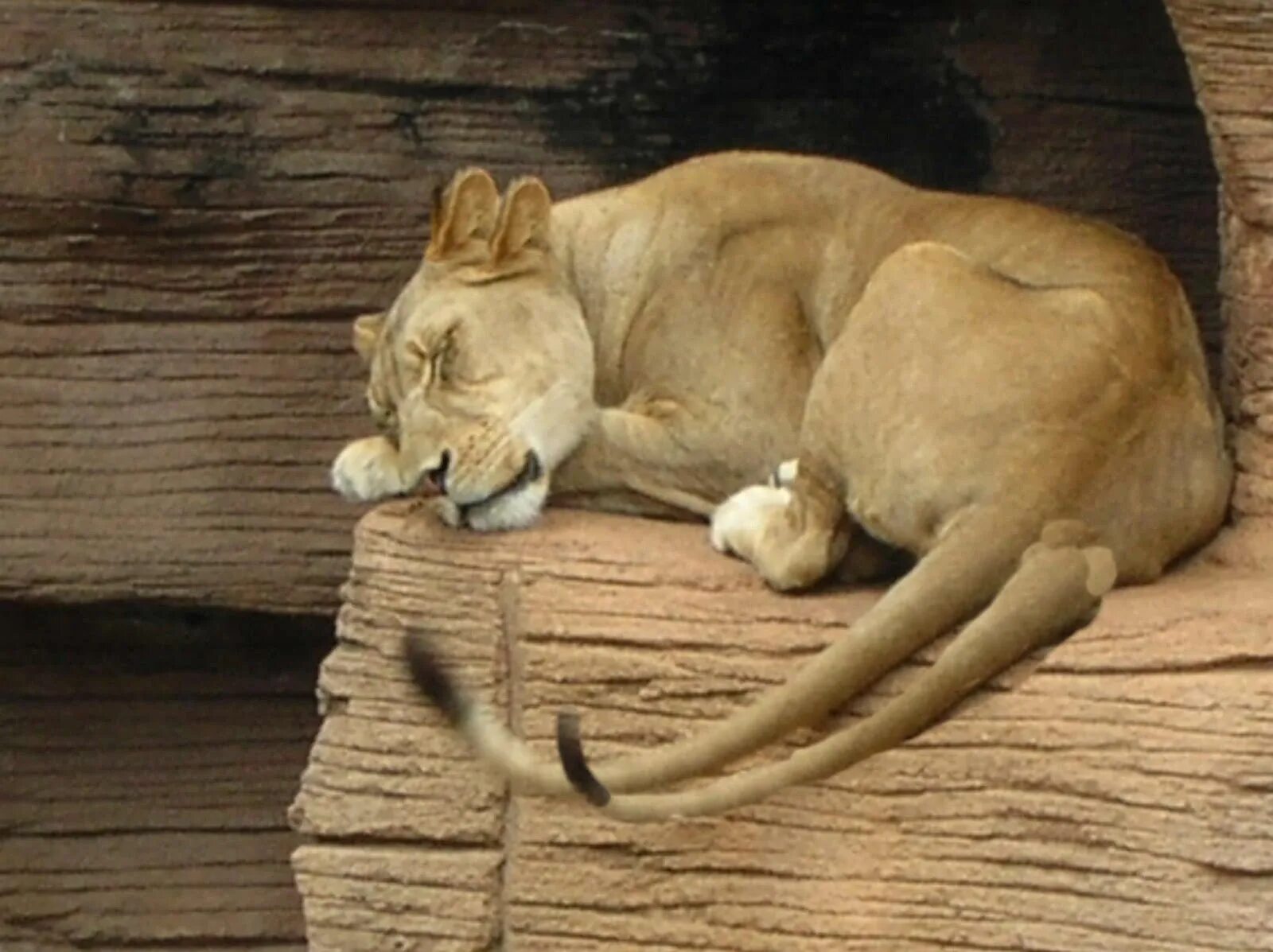 Фф sleeping lions автор litmasily. Спящие львы. Лев спящий. Спящие львицы.