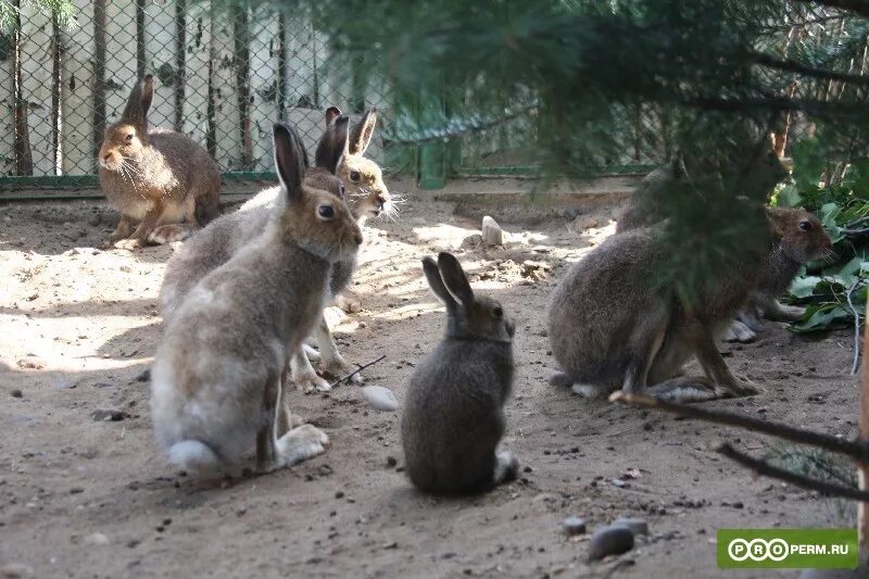 Саландер кролик. Зоопарк зайцы. Зоопарк зайцы. Заяц ленобласти. Заяц беляк в зоопарке.