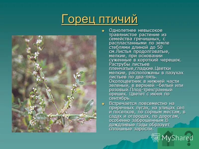 Как выглядит раструб растения Ответы : В этом мире правят люди, одержимые желаниями и соблазнами (больш