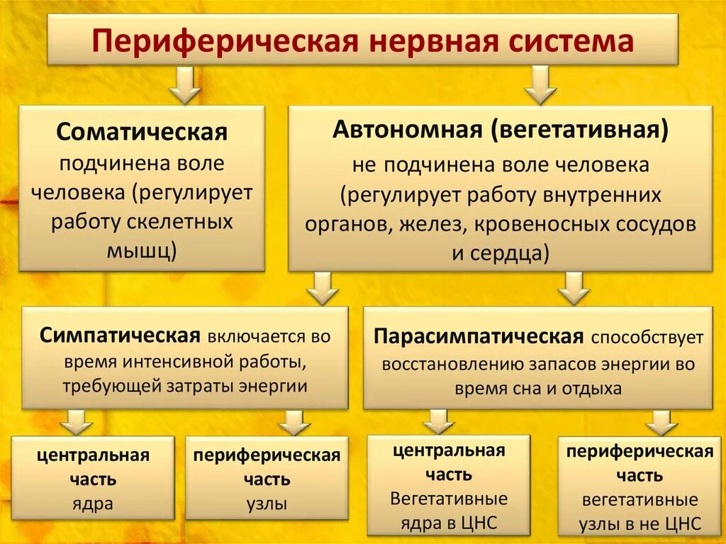 Периферическая нервная система анатомия