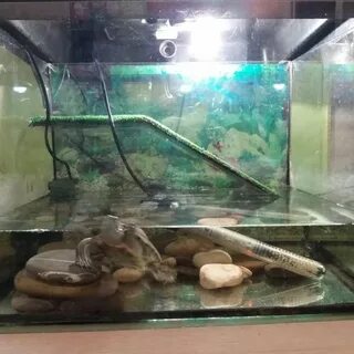Красноухие черепахи вода в аквариуме
