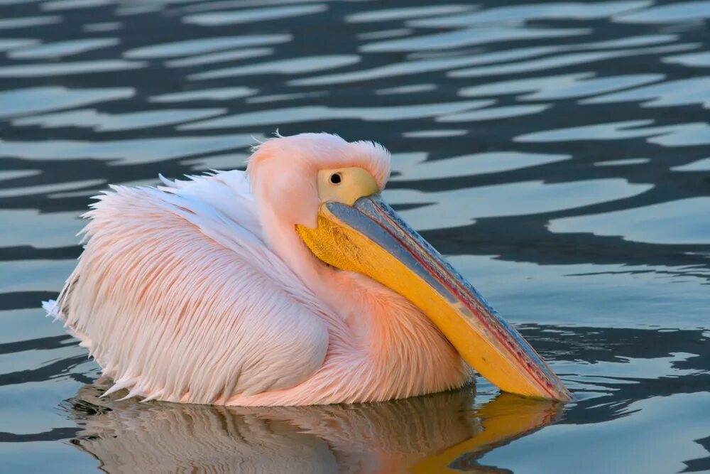 Розовый Пеликан птица. Розовый Пеликан Ставропольского края. Краснокнижные розовый Пеликан. Розовый Пеликан красная книга.