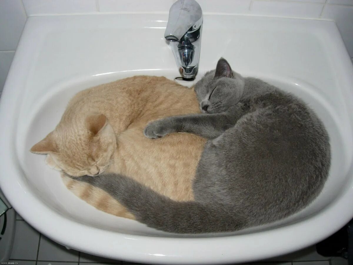 Кот открыл кран. Коты в раковине. Кот в умывальнике. Кот в ванне. Котенок умывается в раковине.