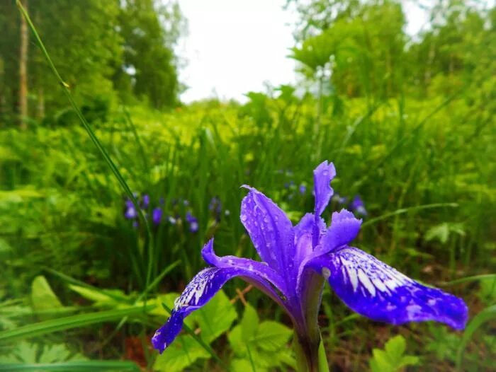 известные кукушкины