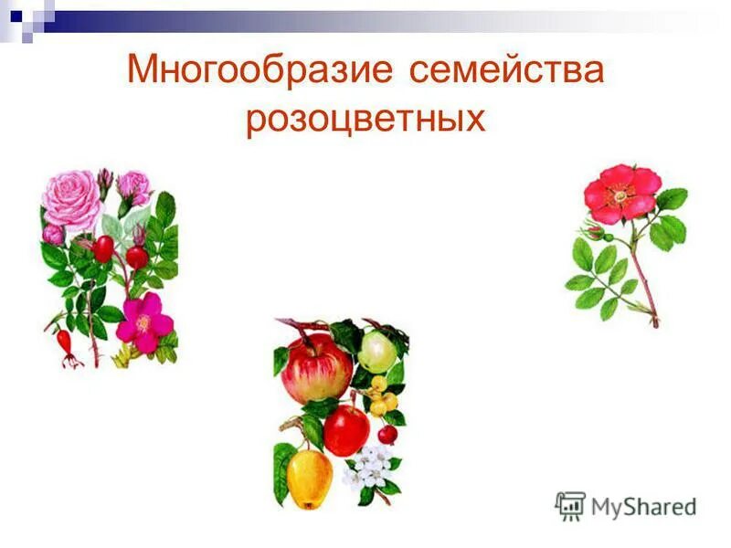 Многообразие семейств