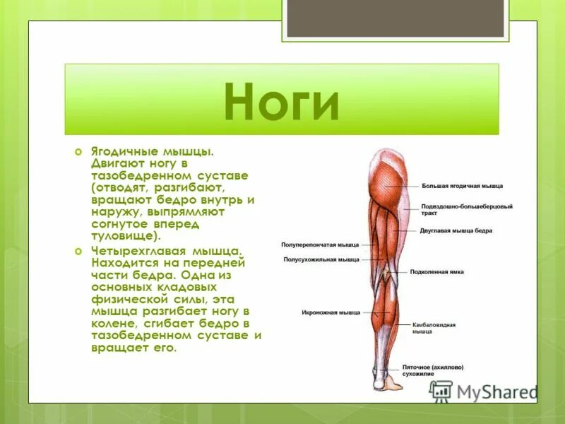 Бедра где находится. Бедра где находится