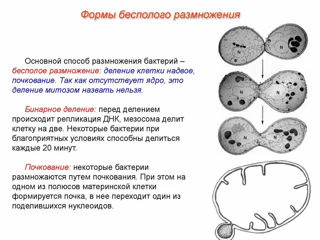 Какое деление клеток характерно человеку. Митотическое бесполое размножение. Бинарное деление бактерий бесполое. Способы и формы размножения клеток. Формы размножения организмов бесполое размножение митоз.