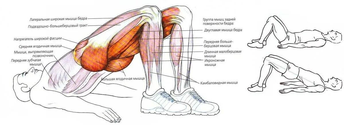 Как убрать ягодицы мужчине. Ягодичный мостик мышцы. Ягодичный мостик анатомия упражнений. Упражнение мышцы ягодичный мостик.