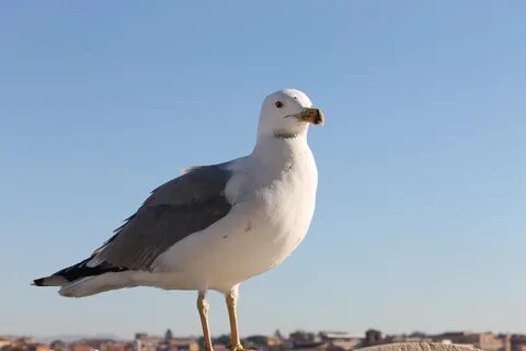 Seagull