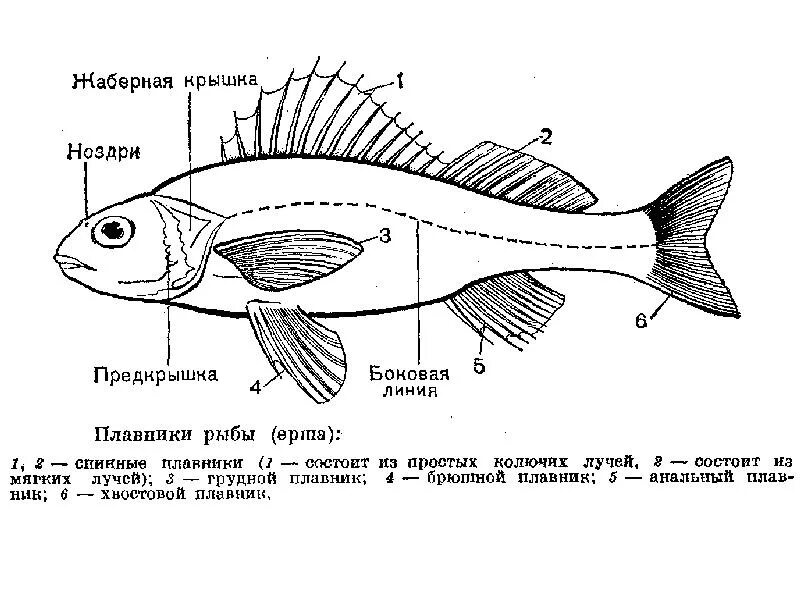Внешнее строение рыб плавники. Строение рыбы Ерш. Плавники рыбы схема. Схема плавников рыбы. Какое значение имеет ноздри у рыб