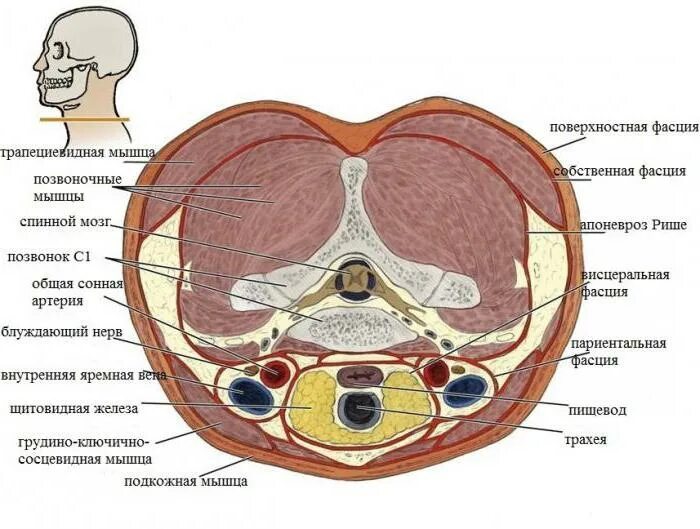 Топографические срезы. Срез шеи человека топографическая анатомия. Поперечный срез шеи топографическая анатомия. Шея поперечный срез анатомия человека. Расположение пластинок шейной фасции.