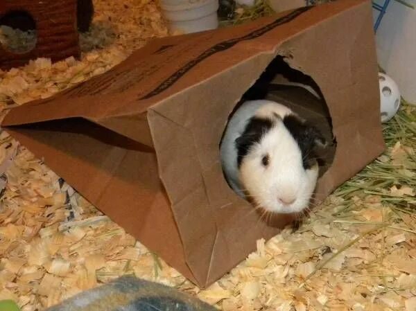 Игрушки для морских свинок фото Guinea pig village Porquinhos, Porquinho da india, Animais